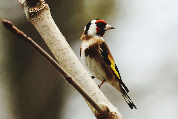 Close-up of gold finch perching on a branch