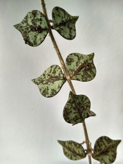 Close-up of leaves on plant against white background