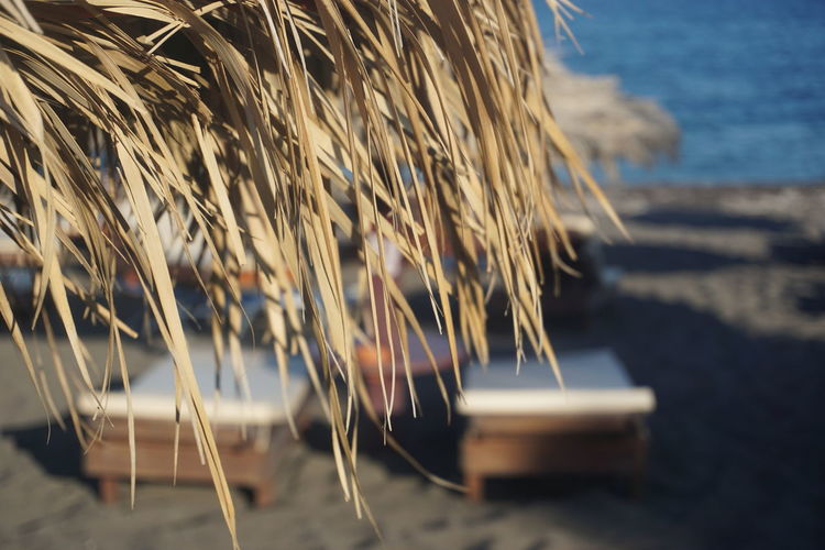 Close-up of plants on beach