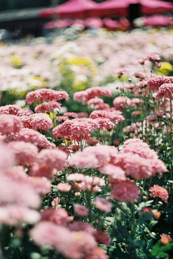 Chrysanthemums is bloom