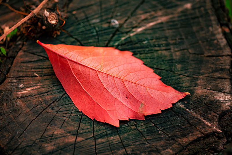 Close-up of autumn leaf on wood