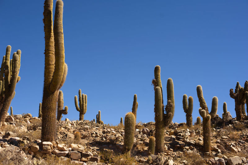 Cactus nation 