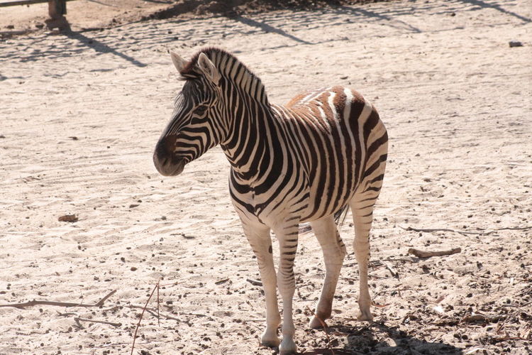 Zebras standing outdoors