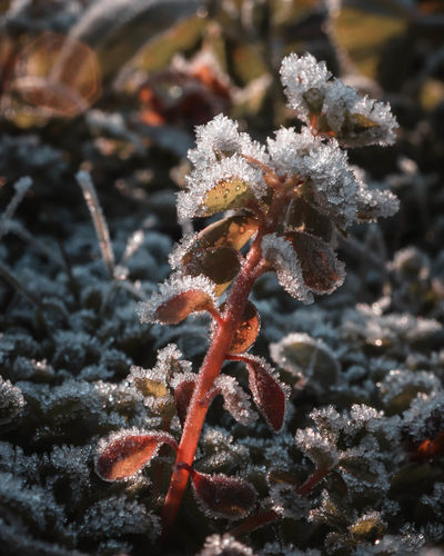Close-up of frozen plant on field during winter