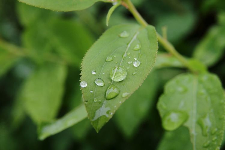 Close-up of drops on leaves