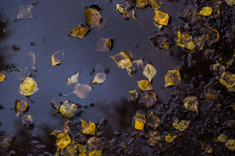 Close-up of yellow leaves