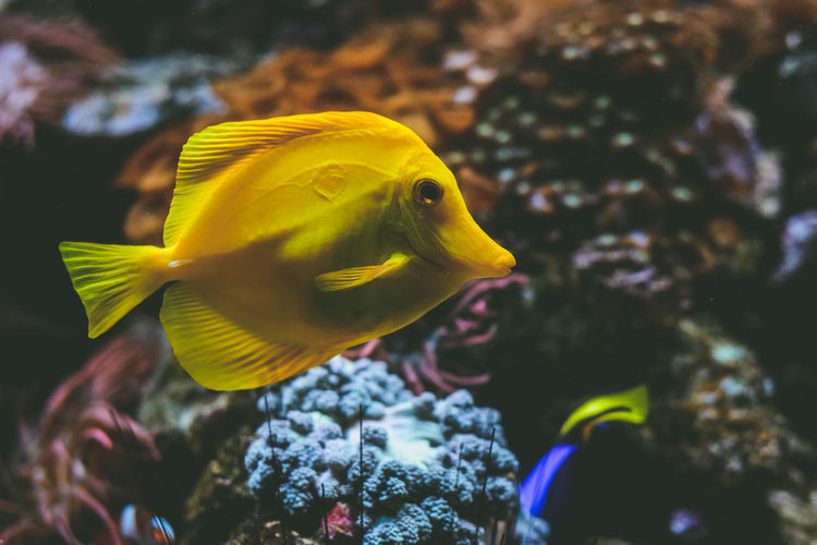 Close-up of yellow tang swimming in aquarium