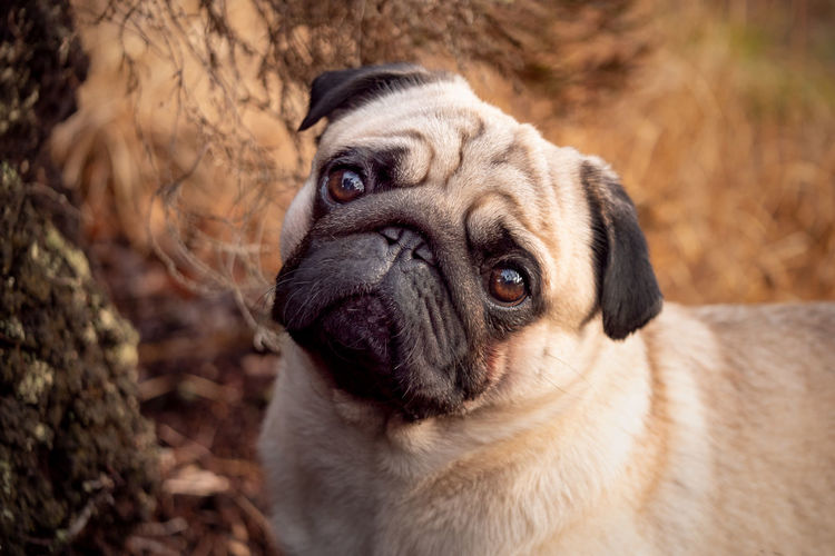 Close-up portrait of pug standing on field