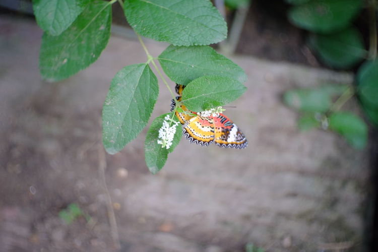 High angle view of insect on plant