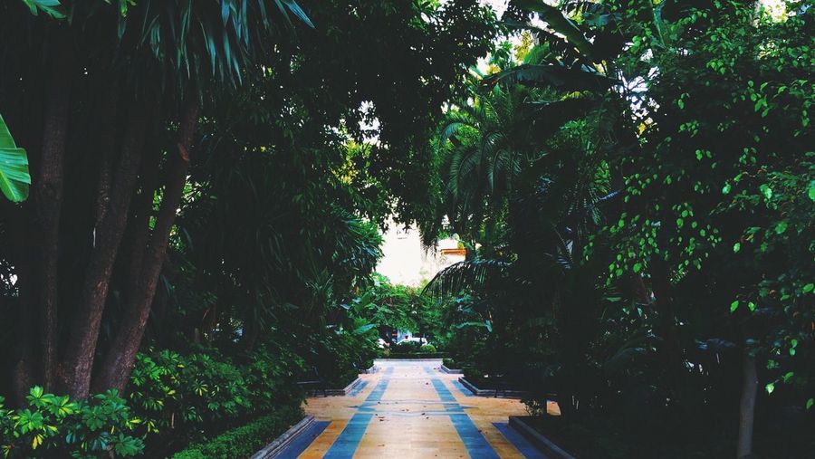 Footpath amidst trees