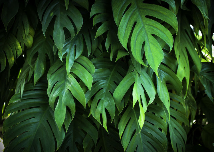 Full frame shot of leaves