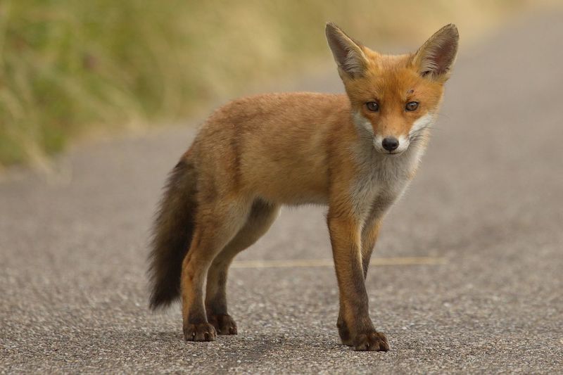 Portrait of fox pup standing on road