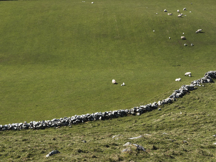 High angle view of sheep grazing on field