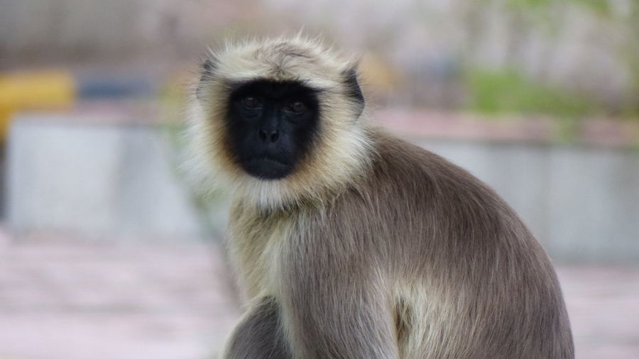 Portrait of monkey at zoo