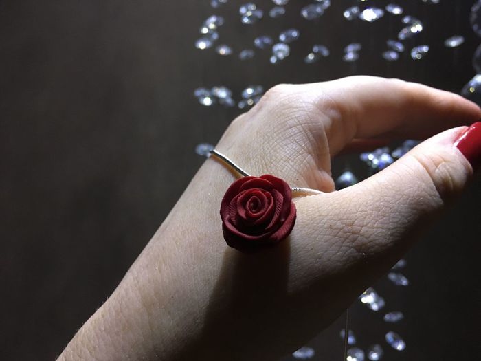 Close-up of hand holding red rose