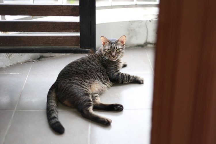 Cat relaxing on tiled floor