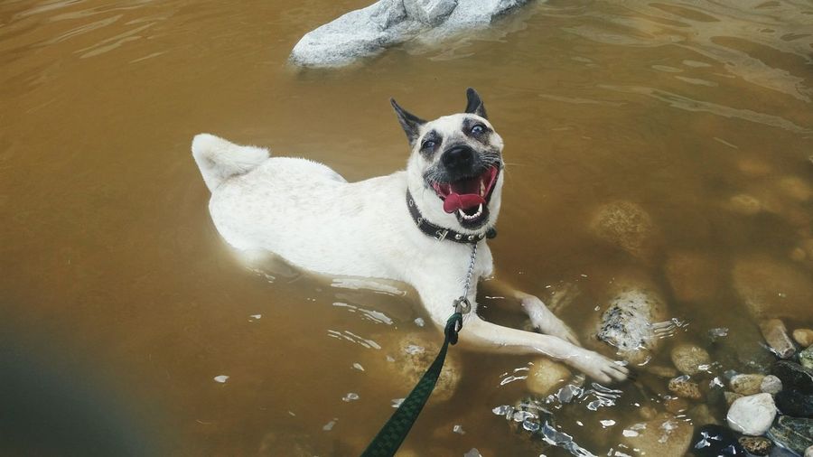 High angle view of dog in lake