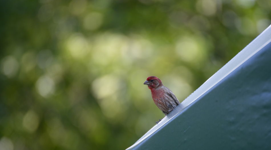 Low angle view of house finch perching on roof