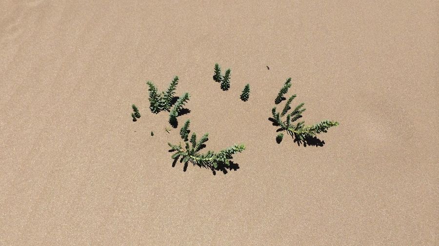 Close-up of leaves