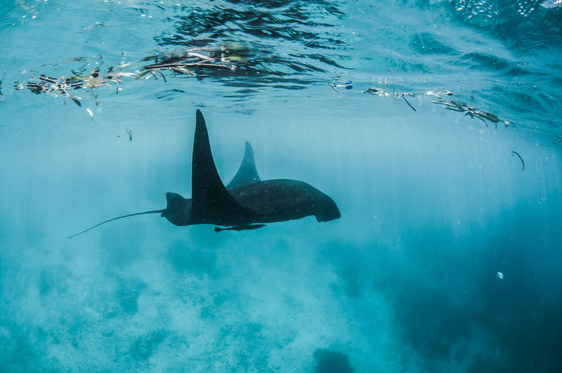 Fish swimming in sea