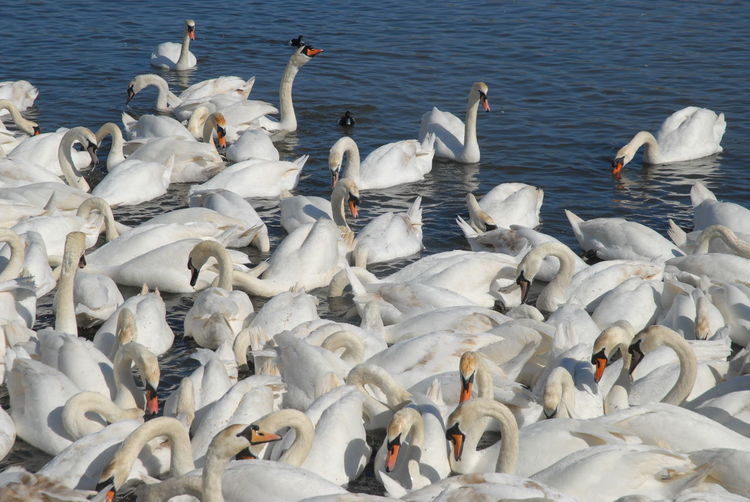 Large group of white swans