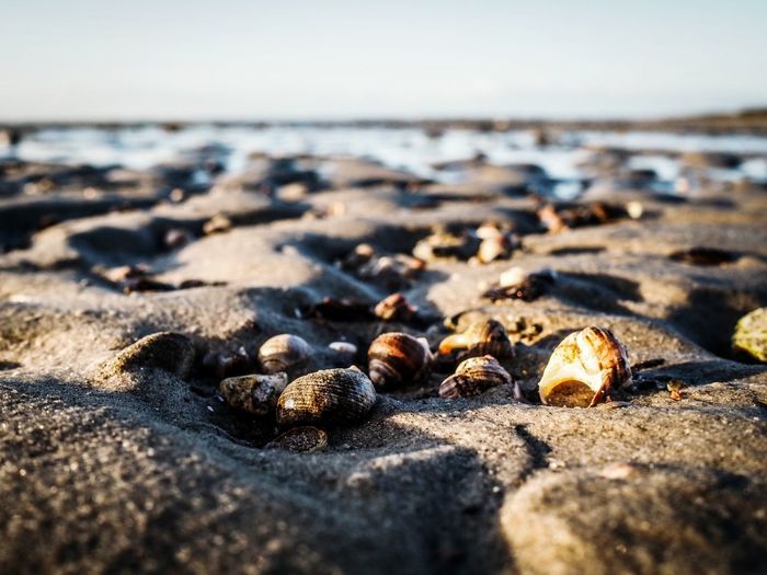 Surface level of sea shells on beach