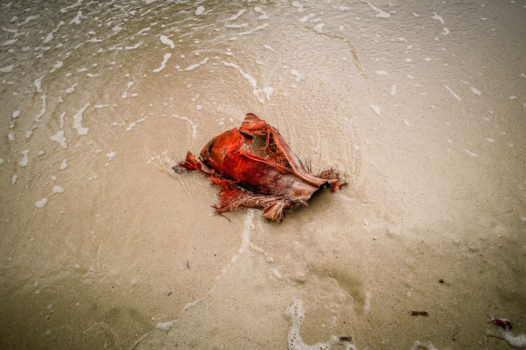 High angle view of crab on beach