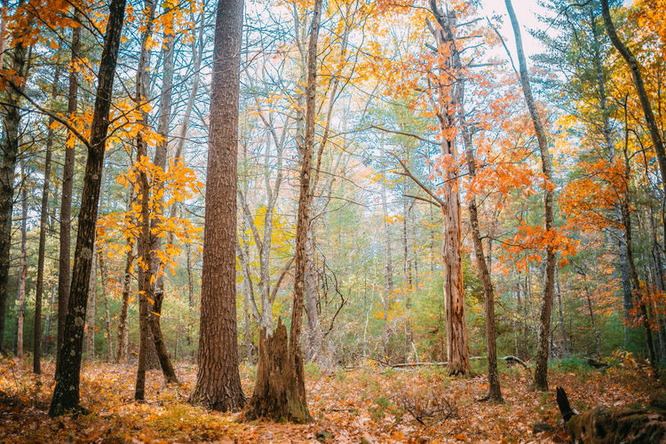Trees in forest during autumn