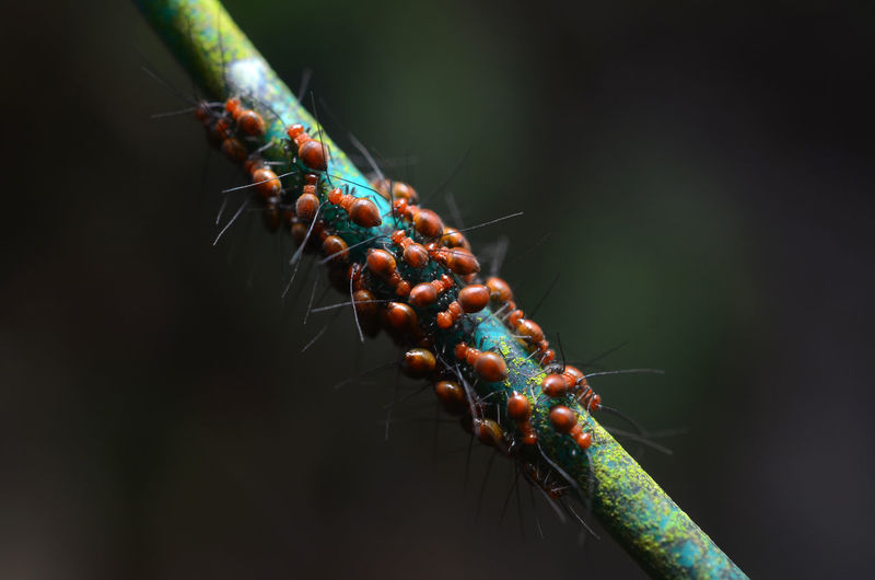 Group of fire bug larva on blurred background
