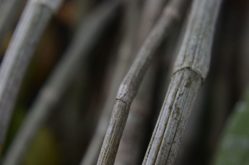 Detail shot of bamboo plant