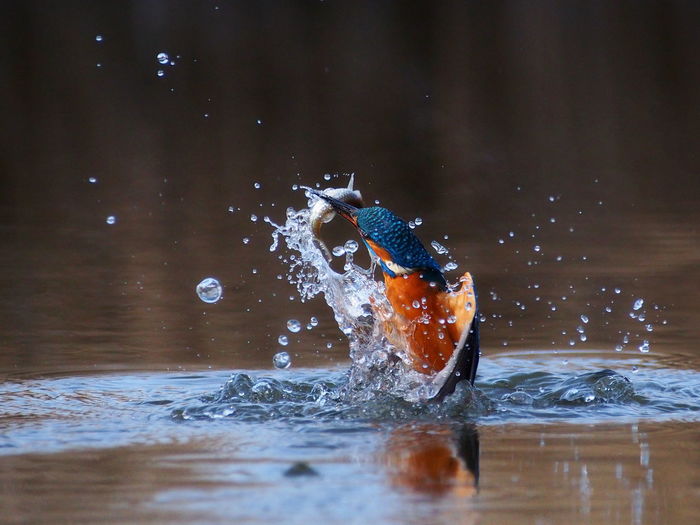 Kingfisher splashing water