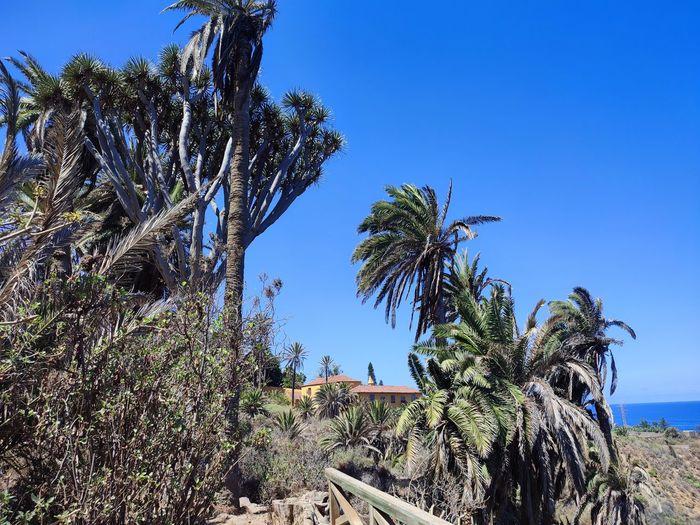Low angle view of palm trees against clear blue sky