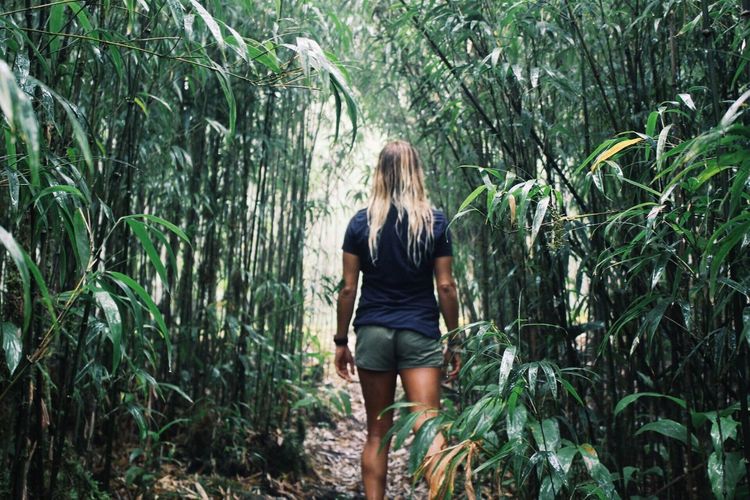 Rear view of young woman standing amidst bamboo grove in forest