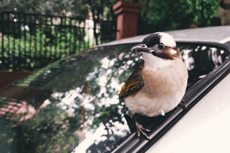 Close-up of bird perching on car