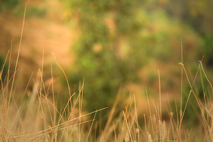 Close-up of crops on field