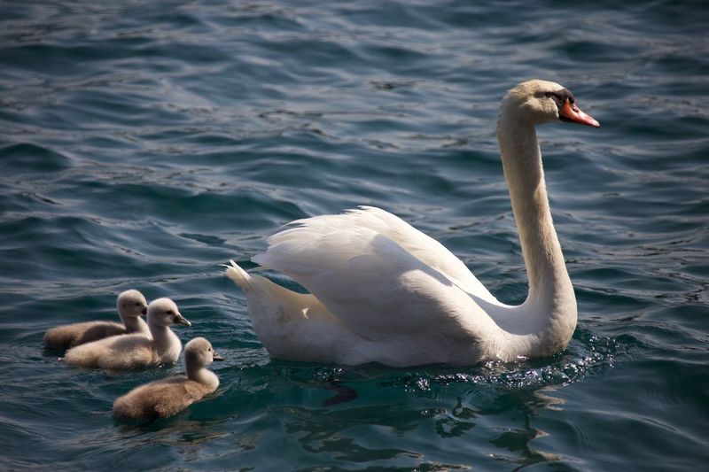 Swans swimming in lake
