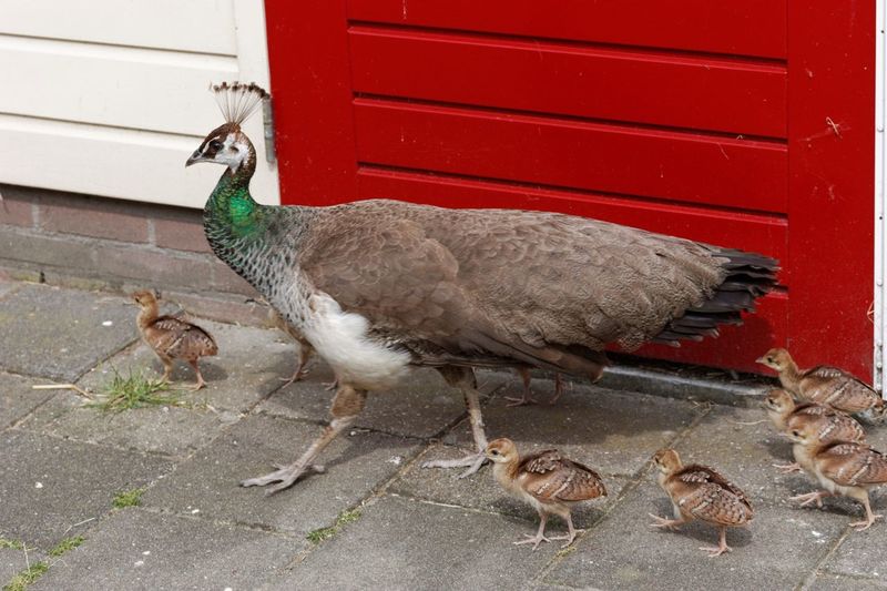 Peahen with chickens on footpath