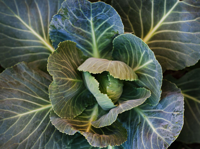 Full frame of green cabbage head in vegetable garden