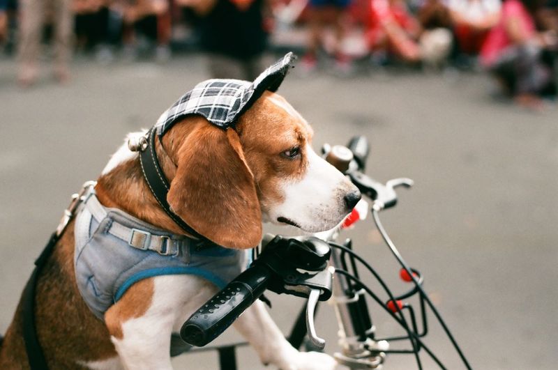 Close-up of dog sitting on bike