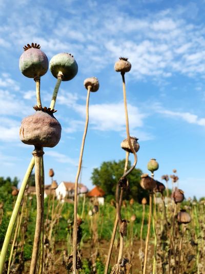 Close-up of poppy seed plants growing on field against sky