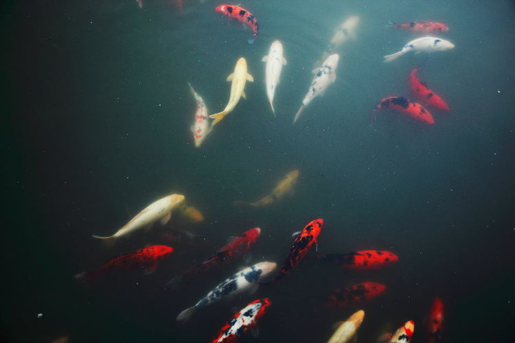 High angle view of koi carps swimming in lake