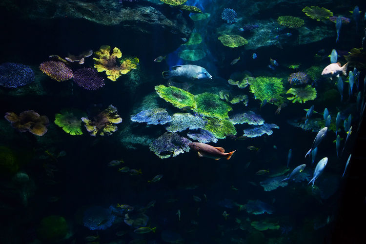 Fishes swimming in aquarium