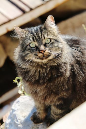 pet
