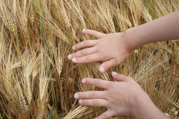 Cropped image of man with wheat