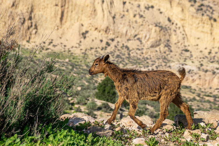 Young goat kid walking across a stone wall