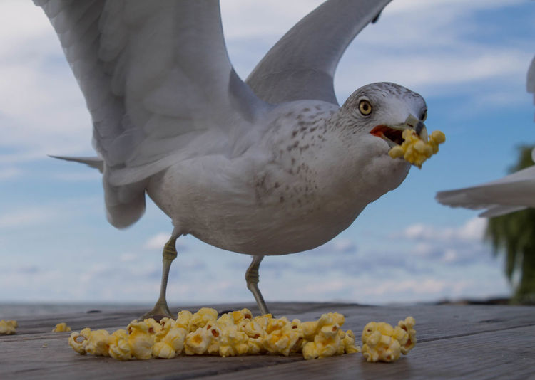 Close-up of seagull holding popcorn in mouth on table
