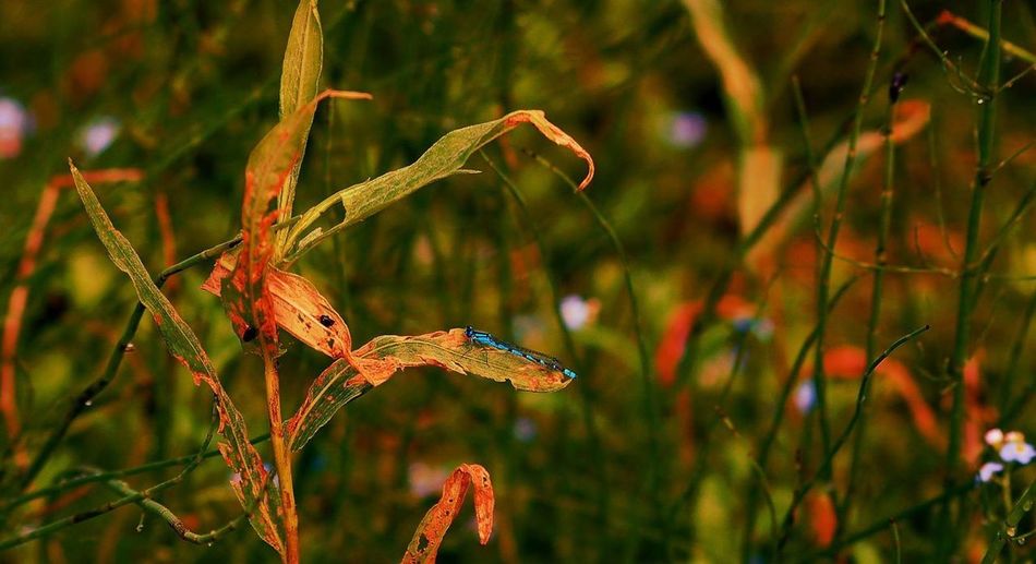 Close-up of insect on plant