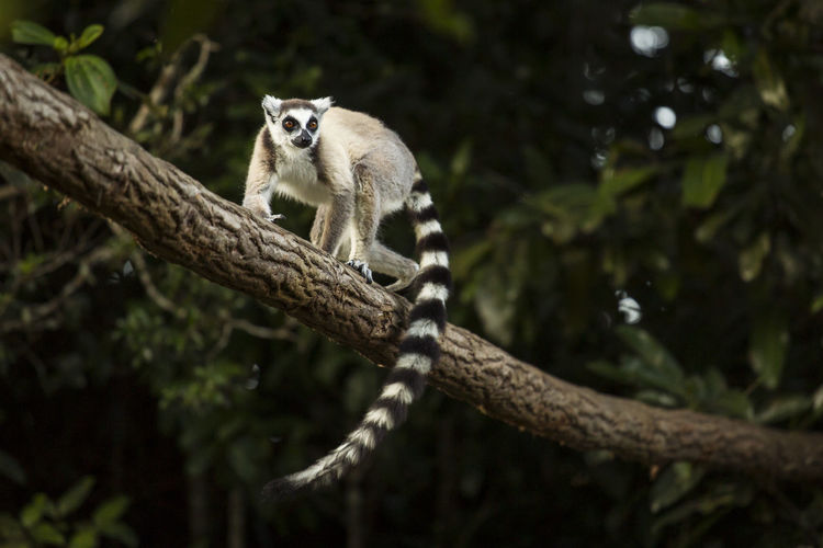 Monkey sitting on a tree