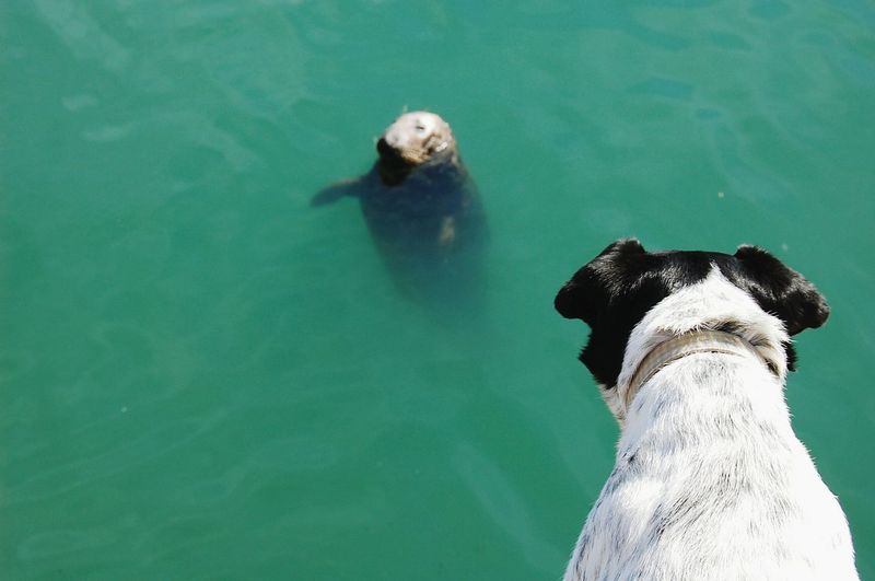 High angle view of dog looking at sea lion in water