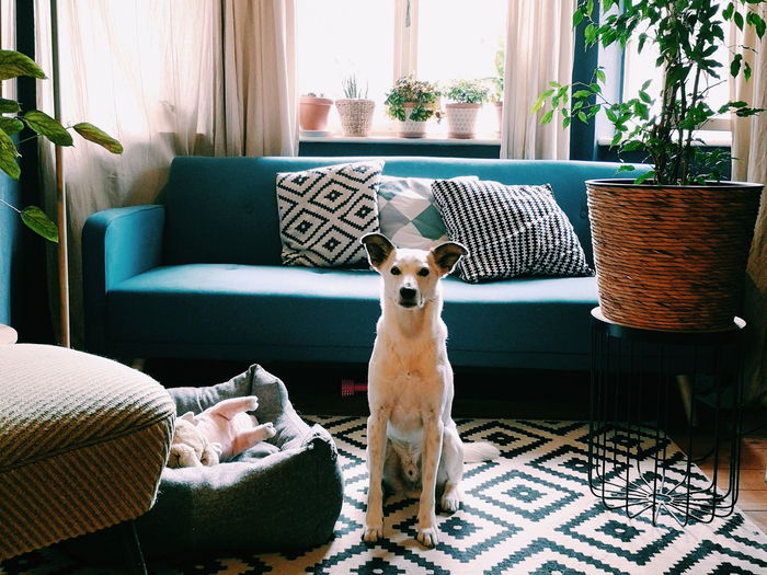 Dog relaxing in stylish room  at home